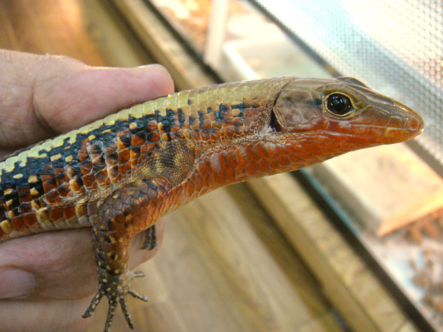 ヒラオオビトカゲ(2)