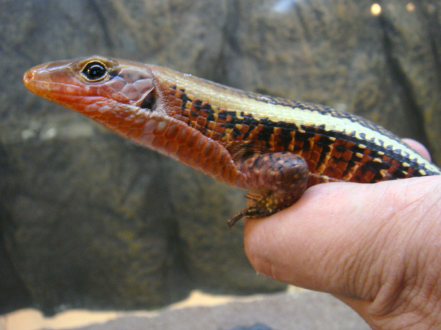 ヒラオオビトカゲ(3)