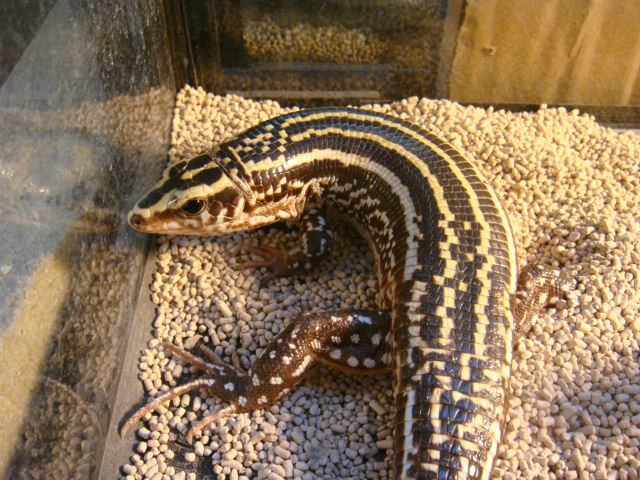 ヨスジオビトカゲ