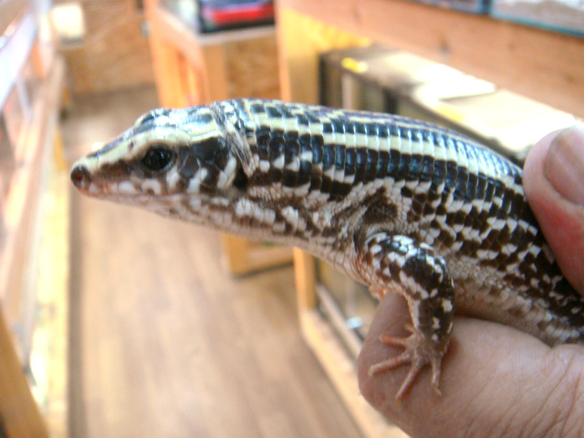 ヨスジオビトカゲ(4)