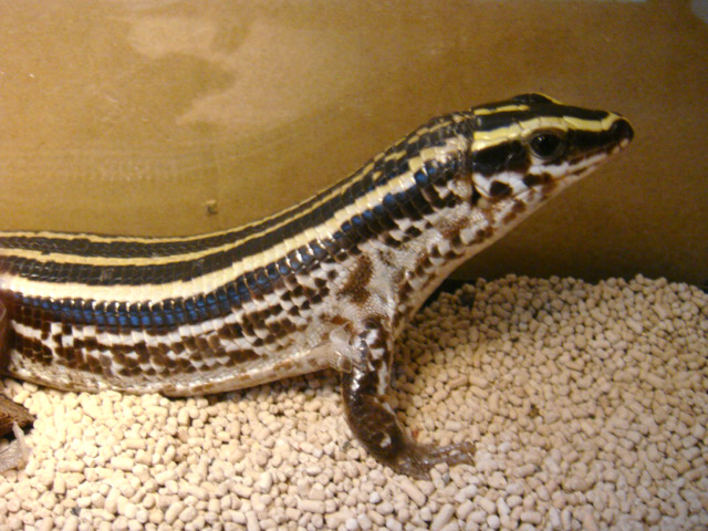 ヨスジオビトカゲ(2)