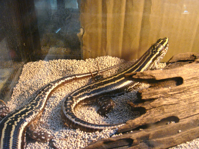 ヨスジオビトカゲ(3)