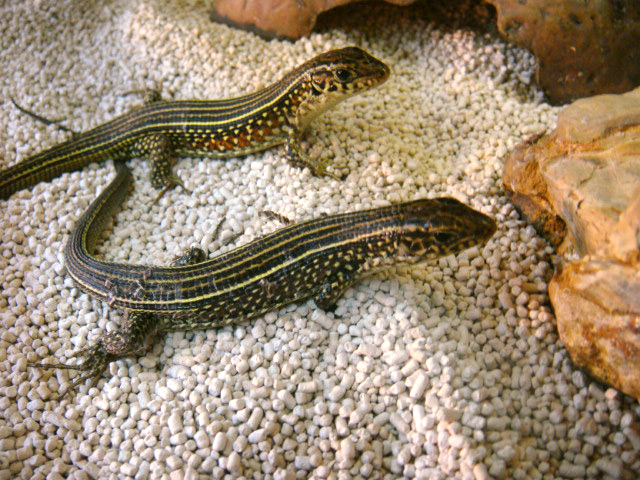 カザリオビトカゲ