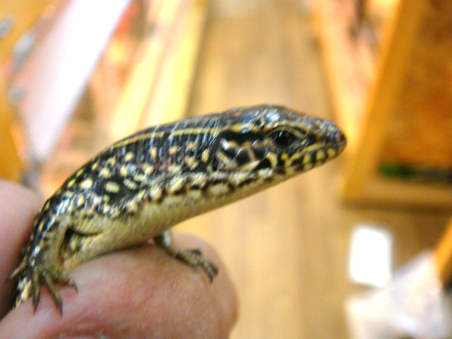 カザリオビトカゲ(3)