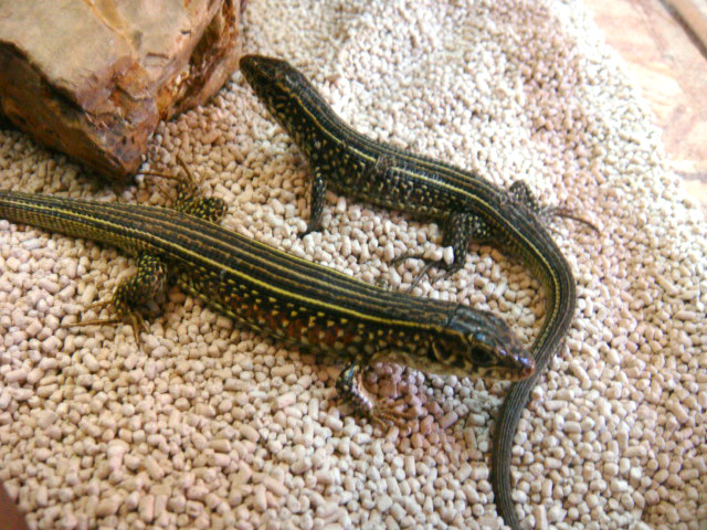 カザリオビトカゲ(2)