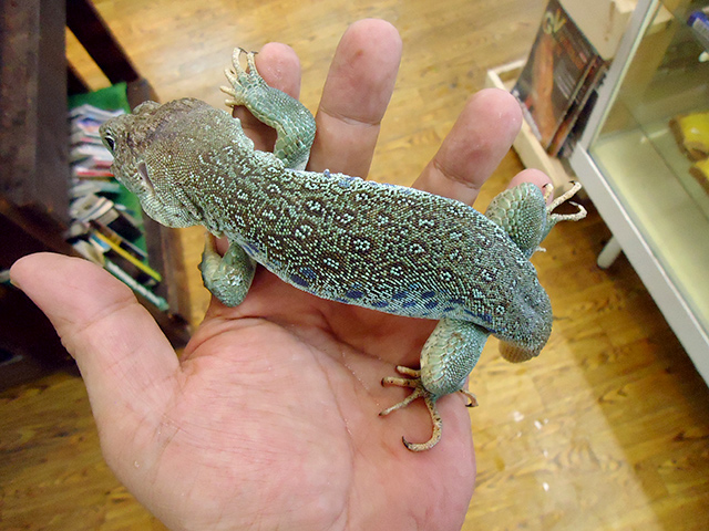 ホウセキカナヘビ(9)