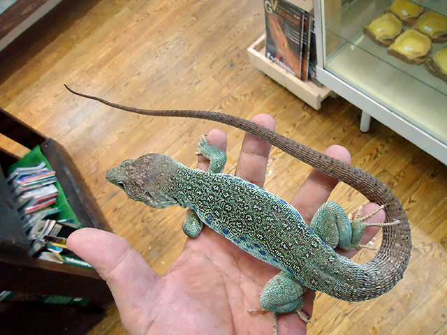 ホウセキカナヘビ トカゲ図鑑 ホウセキカナヘビ トカゲ図鑑