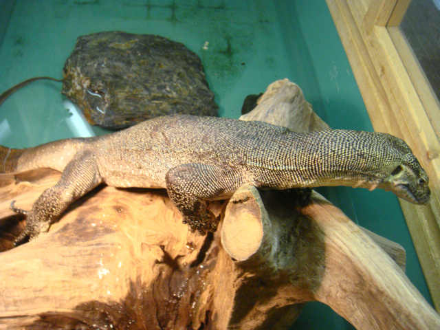 メルテンスモニター(5)