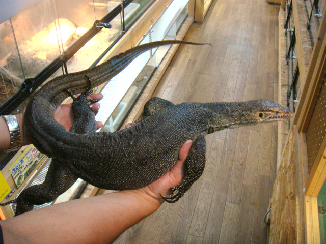 メルテンスモニター(6)