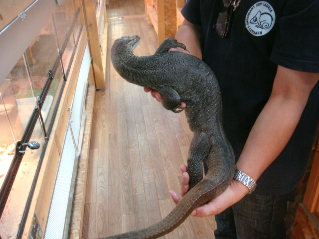 メルテンスモニター(7)