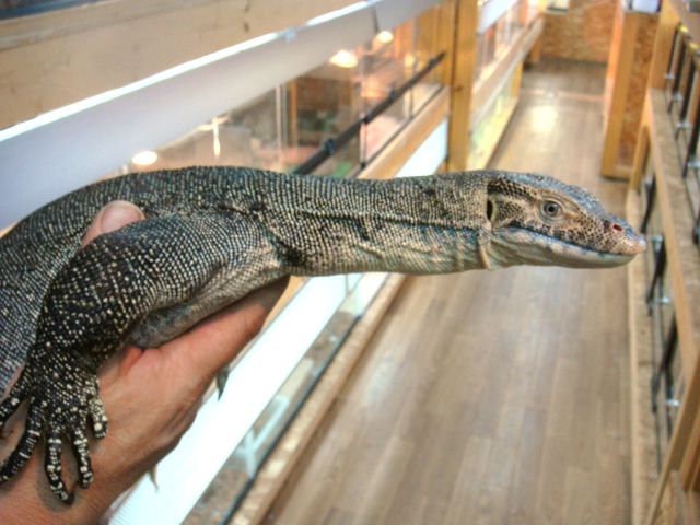 メルテンスモニター(8)