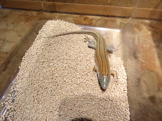 ニシキカタトカゲ(3)