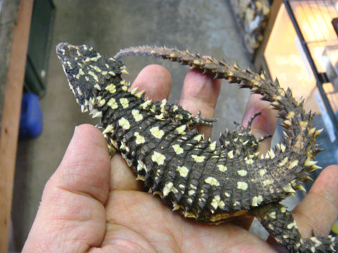 ディプレッサワーレンヨロイトカゲ(1)