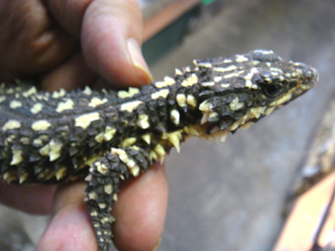 ディプレッサワーレンヨロイトカゲ(3)