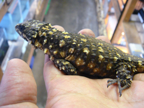 ディプレッサワーレンヨロイトカゲ(4)