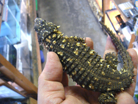 ディプレッサワーレンヨロイトカゲ(6)