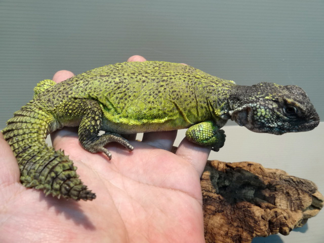 モロッコトゲオアガマ(1)