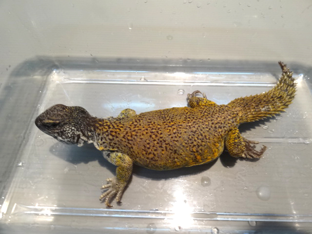 モロッコトゲオアガマ(2)