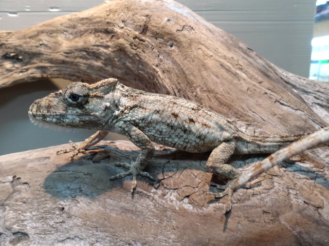 ポルカスカメレオンモドキ(2)