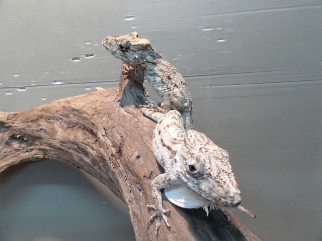 ポルカスカメレオンモドキ(3)