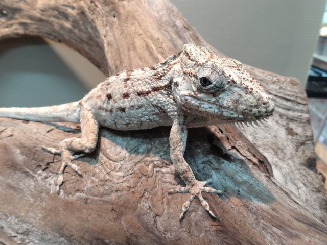 ポルカスカメレオンモドキ(1)