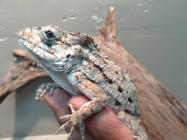 ポルカスカメレオンモドキ(4)