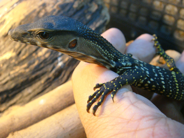 ラフネックモニター(5)