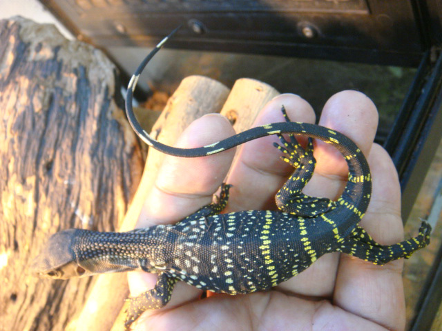 ラフネックモニター(6)