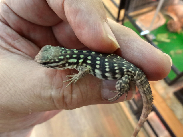 スベノドトゲオイグアナ スベノドトゲオイグアナ