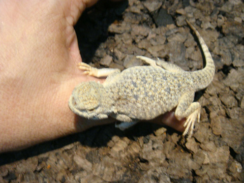 オオクチガマトカゲ(3)