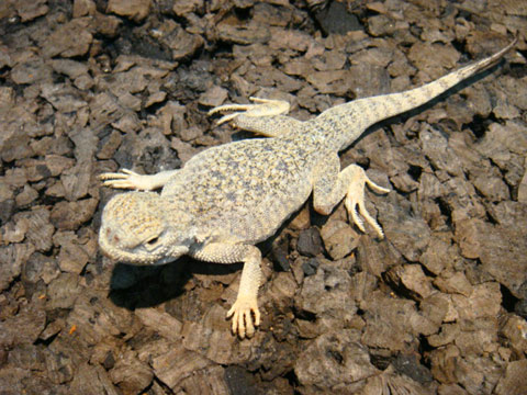 オオクチガマトカゲ(1)