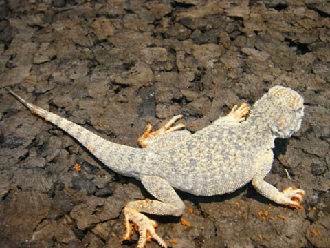 オオクチガマトカゲ(2)