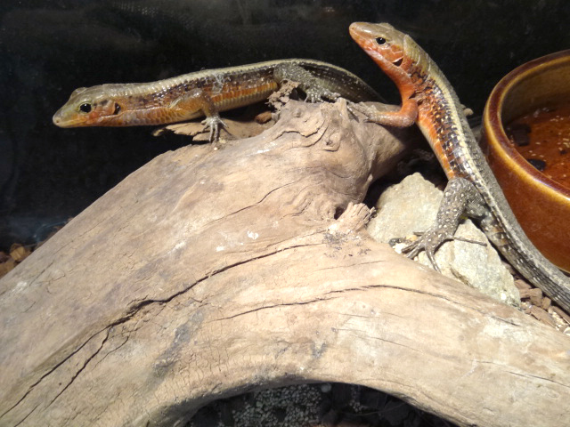 ヒラオオビトカゲ(5)