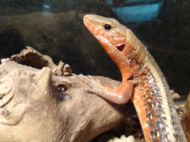 ヒラオオビトカゲ(6)