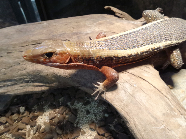 ヒラオオビトカゲ(7)