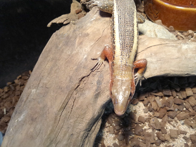 ヒラオオビトカゲ(8)