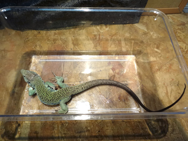 ホウセキカナヘビ(6)