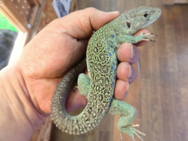 ホウセキカナヘビ(7)