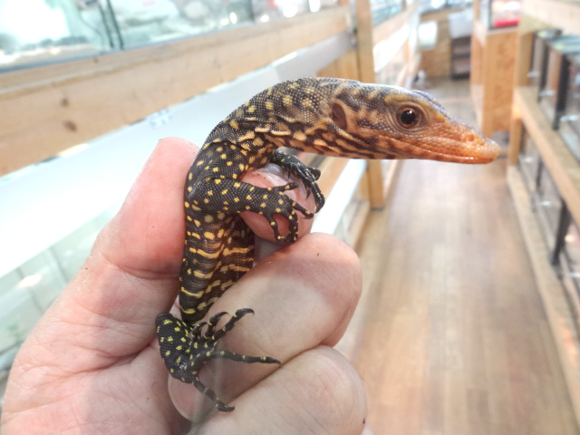 トーチモニター(9)