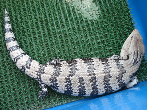 ヒガシアオジタトカゲ(12)