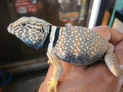 サバククビワトカゲ トカゲ図鑑