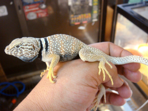 サバククビワトカゲ(2)