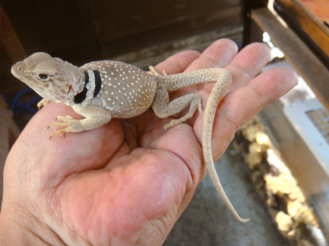 サバククビワトカゲ(3)