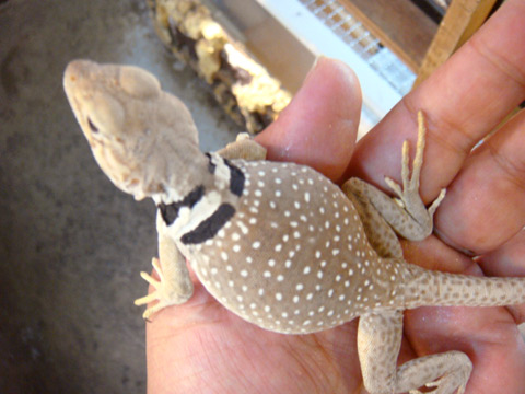 サバククビワトカゲ(4)