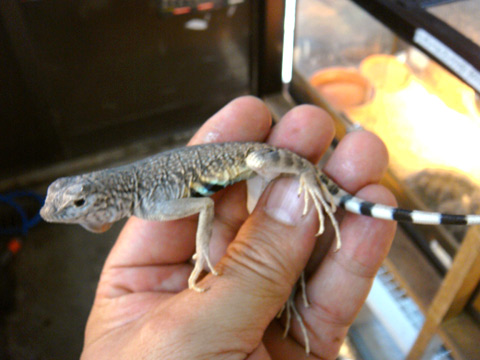 ゼブラテールリザード(3)