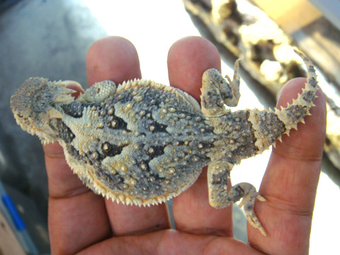 キタサバクツノトカゲ(1)