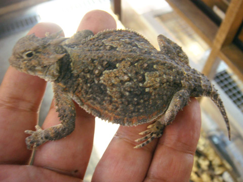 キタサバクツノトカゲ(2)