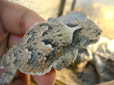 キタサバクツノトカゲ(3)