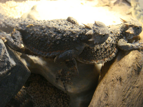 キタサバクツノトカゲ(4)