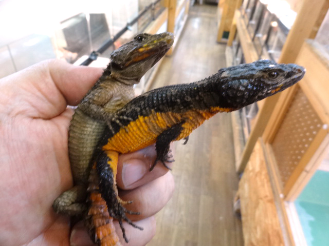 オレンジサイドワーレンヨロイトカゲ(10)